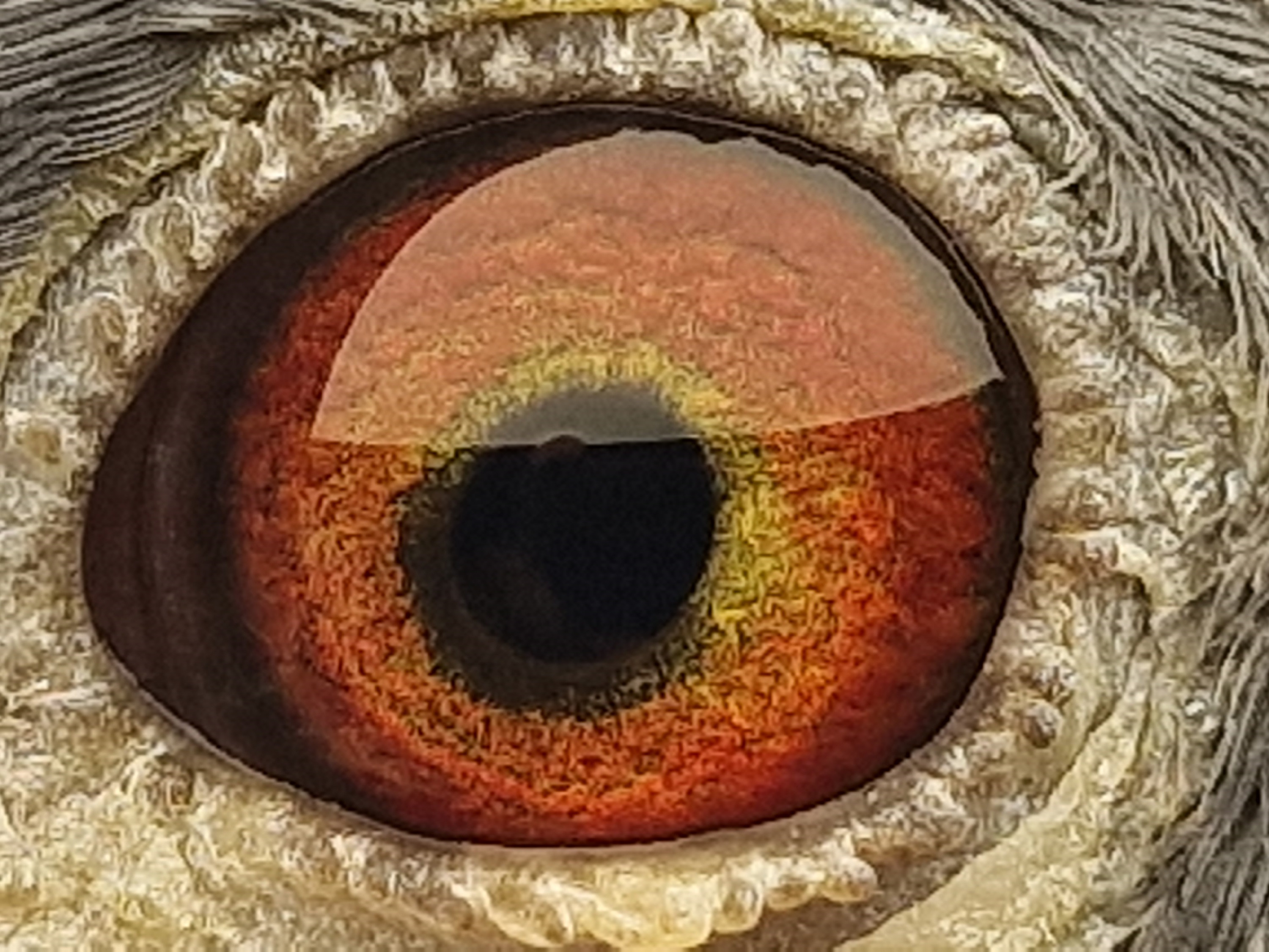 Pigeon eye